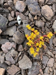 Sedum divergens