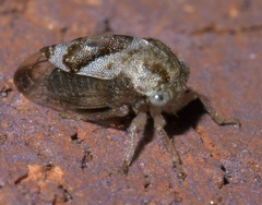 Cyrtolobus