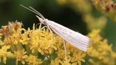 Agriphila