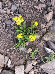 Solidago multiradiata