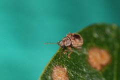 Demotina modesta