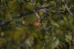 Amphibolips quercuspomiformis