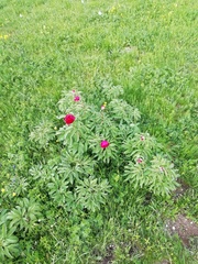 Paeonia officinalis