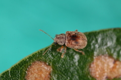 Demotina modesta