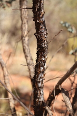 Eucalyptus gamophylla