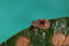 Demotina modesta