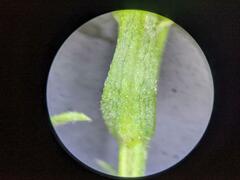 Symphyotrichum lanceolatum interior