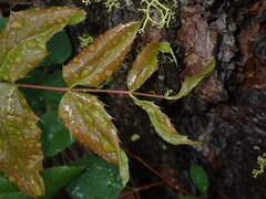 Aceria caliberberis