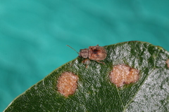 Demotina modesta