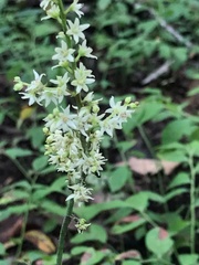 Stenanthium gramineum