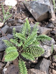 Polemonium pulcherrimum