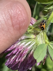 Hippodamia parenthesis