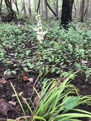 Stenanthium gramineum