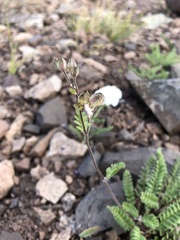 Polemonium pulcherrimum