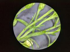 Symphyotrichum lanceolatum interior