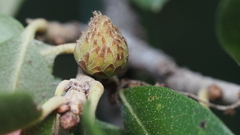 Andricus quercusfoliatus