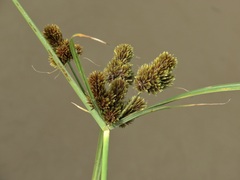Cyperus glomeratus