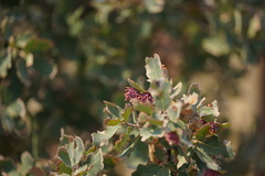 Cynips quercusechinus