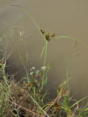 Cyperus glomeratus