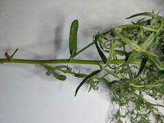 Symphyotrichum lanceolatum interior