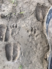 Marmota