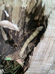 Biston betularia