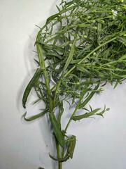 Symphyotrichum lanceolatum interior