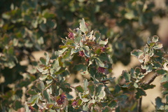 Cynips quercusechinus