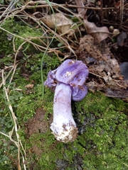 Cortinarius austrovaginatus
