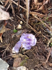 Cortinarius austrovaginatus