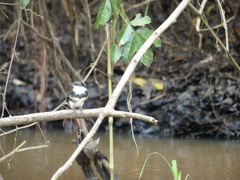 Chloroceryle americana