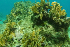 Microspathodon chrysurus