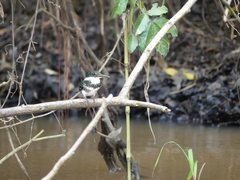 Chloroceryle americana