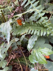 Prosartes smithii