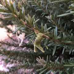 Cyrtacanthacridini