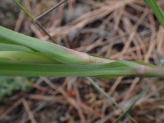Tragopogon dubius