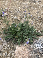 Polemonium pulcherrimum