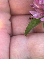 Hippodamia parenthesis