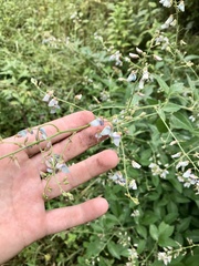 Desmodium cuspidatum