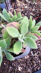 Kalanchoe tomentosa