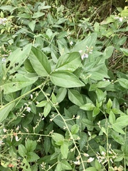 Desmodium cuspidatum