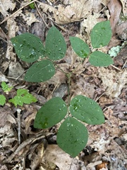 Hylodesmum