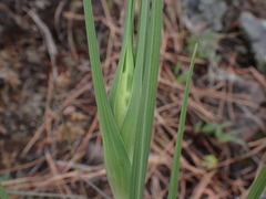 Tragopogon dubius