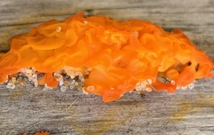 Dacrymyces chrysospermus