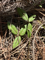 Rubus trivialis