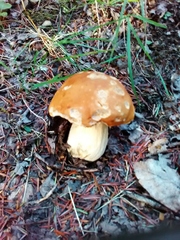Boletus chippewaensis