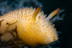 Acanthodoris lutea