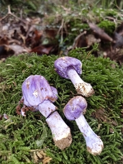 Cortinarius austrovaginatus