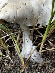 Clitopilus
