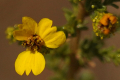 Holocarpha virgata virgata